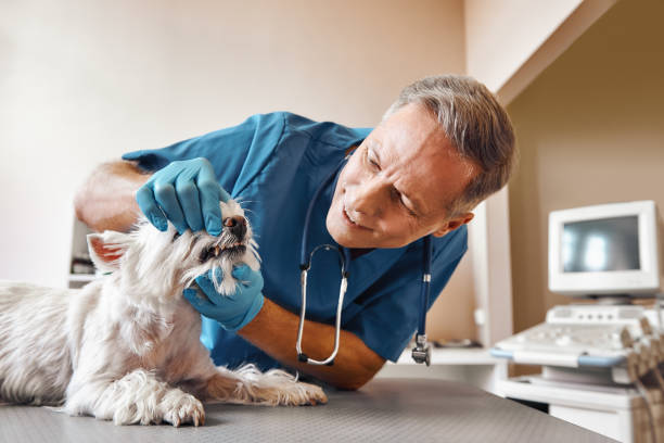 Best Emergency Broken Tooth Repair in Roseville, MI